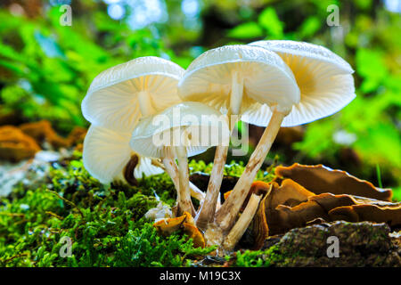 Fungo di porcellana (Oudemansiella mucida). Percorso Otsaportillo. Urbasa-Andia parco naturale. Navarra, Spagna, Europa. Foto Stock