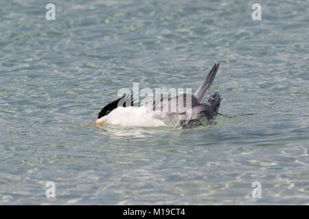 Un Crested Tern (Thalasseus bergii) la balneazione nell'oceano sull'Isola di Rottnest, Australia occidentale Foto Stock