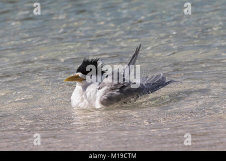 Un Crested Tern (Thalasseus bergii) la balneazione nell'oceano sull'Isola di Rottnest, Australia occidentale Foto Stock