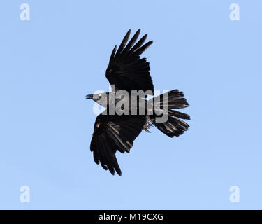 Un australiano corvo imperiale (Corvus coronoides) in volo sopra l'Isola di Rottnest, Perth, Western Australia Foto Stock