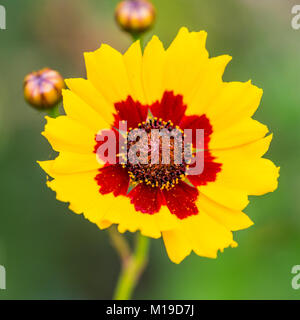 Una macro shot di una pianura coreopsis bloom. Foto Stock