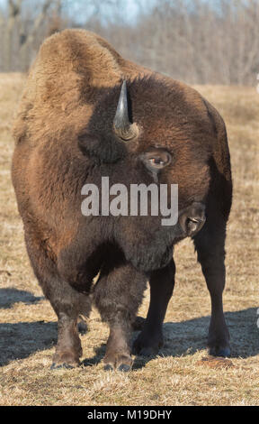 I bisonti americani (Bison bison) a Neal Smith Wildlife Refuge Foto Stock