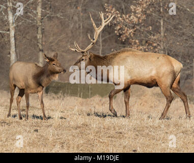 Due elks , o wapiti (Cervus canadensis) Foto Stock
