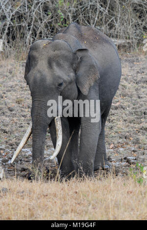 Enorme massiccio lungo il brosmio elefante indiano dopo il bagno di fango in habitat naturale su una luminosa giornata di sole Foto Stock