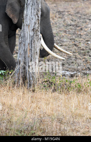 Enorme massiccio lungo il brosmio elefante indiano dopo il bagno di fango in habitat naturale su una luminosa giornata di sole Foto Stock