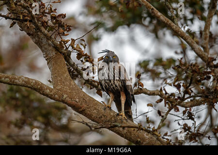 Predator uccello sull'albero. La mutevole hawk-eagle o crested hawk-eagle (Nisaetus cirrhatus) Foto Stock