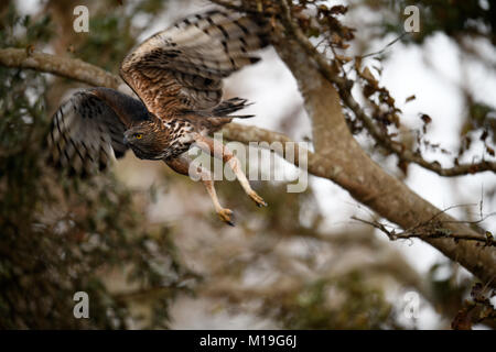 Predator uccello sull'albero. La mutevole hawk-eagle o crested hawk-eagle (Nisaetus cirrhatus) Foto Stock