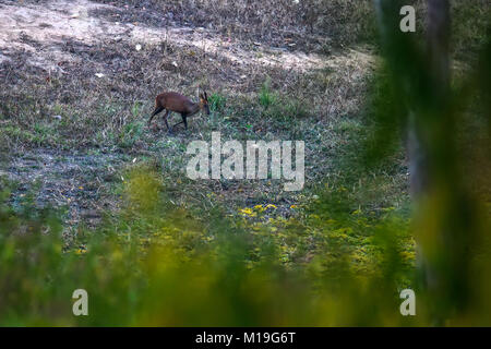 Barking deer camminare attraverso l'erba in deep forest Foto Stock