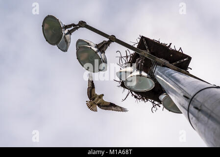 Osprey battenti nel nido. Foto Stock