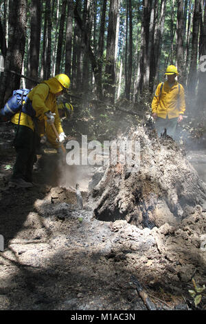 Un equipaggio di estinzione dalla Task Force alfa, California Army National Guard, lavorare attorno ad un albero di sequoia moncone durante il mop dazi fino agosto 9 vicino alle montagne di Wildcat Butte, Humboldt County, California. (U.S. Esercito nazionale Guard foto/Staff Sgt. Eddie Siguenza.) Foto Stock