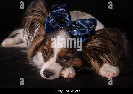 Bello cane Continental Toy Spaniel Papillon con prua blu sulla sua testa su uno sfondo nero Foto Stock