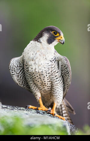 Maschio adulto wild Falco pellegrino in appoggio sul bordo di una scogliera in Palisades Interstate Park, NJ Foto Stock