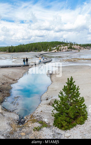 Porcellana piscine blu del flusso di acqua attraverso la porcellana bacino di Norris Geyser Basin. Parco Nazionale di Yellowstone, Wyoming USA Foto Stock