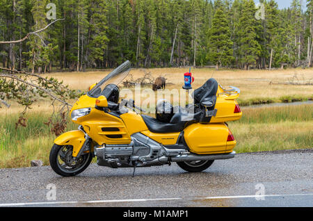 Goldwing motociclo con un bisonte pascolo lungo il Nez Perce Creek nel Parco Nazionale di Yellowstone, Wyoming USA Foto Stock