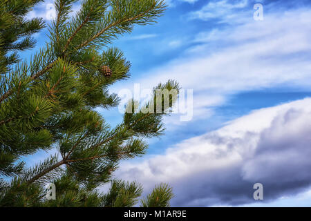 Ramo di pino con cono su sfondo cielo. Il ramo di pino con coni contro il cielo blu con nuvole bianche Foto Stock