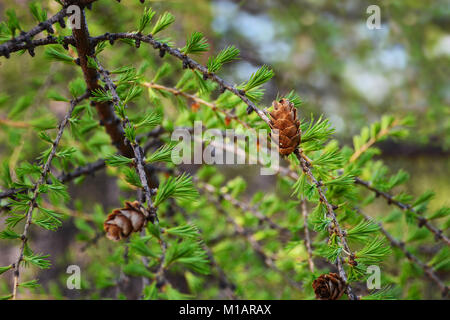 Primo piano immagine del cono di larice sul ramo con aghi verdi su sfondo sfocato Foto Stock