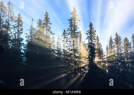 Sun crea raggi di luce attraverso la nebbia di mattina, guardando come un esplosione dietro gli alberi. Foto Stock