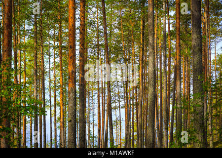 Un sacco di verticale di tronchi di alberi di colore marrone e dal colore verde, in analogia con il codice a barre dell'emergente economia verde Foto Stock