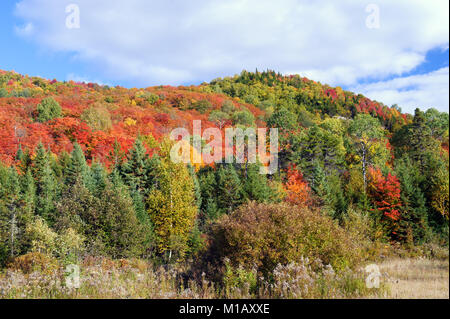 Spettacolari i colori autunnali, provincia del Québec in Canada. Foto Stock