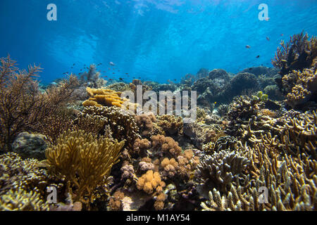 Incontaminato e bellissimo giardino di corallo in poco profonde acque tropicali, con molti coralli duri e molli e alcuni pesci di scogliera, nel Parco Nazionale di Komodo, Indonesia Foto Stock