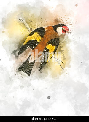 Migliorate digitalmente immagine di un cardellino europeo. Xix secolo illustrazione di un cardellino europeo (Carduelis carduelis) su un ramo. Questo uccello alimentazioni principali Foto Stock