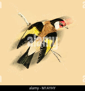 Migliorate digitalmente immagine di un cardellino europeo. Xix secolo illustrazione di un cardellino europeo (Carduelis carduelis) su un ramo. Questo uccello alimentazioni principali Foto Stock