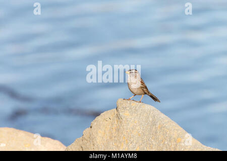 Corona bianca permanente sparrow arroccata su una roccia con acqua della baia in background. Il bianco-incoronato sparrow (Zonotrichia leucophrys) è una di medie dimensioni spar Foto Stock