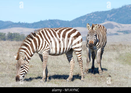 Zebre al pascolo di mangiare nella siccità arido deserto. Zebre sono generalmente animali sociali che vivono in piccoli harem di grandi mandrie e non sono mai state Foto Stock