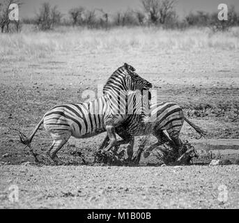 Zebra stalloni combattimenti nella savana della Namibia Foto Stock