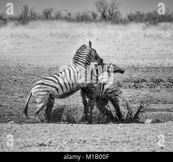 Zebra stalloni combattimenti nella savana della Namibia Foto Stock