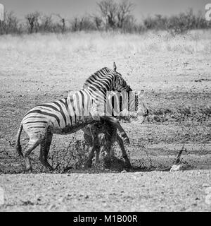 Zebra stalloni combattimenti nella savana della Namibia Foto Stock