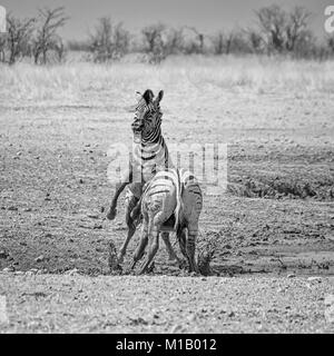 Zebra stalloni combattimenti nella savana della Namibia Foto Stock