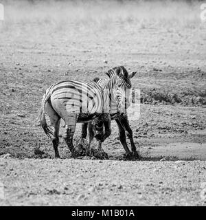 Zebra stalloni combattimenti nella savana della Namibia Foto Stock