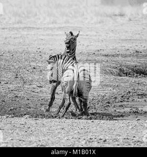 Zebra stalloni combattimenti nella savana della Namibia Foto Stock