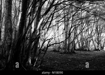 Alberi in Canfaito (Marche) foresta di faggio, con bassa sun filtrando attraverso Foto Stock