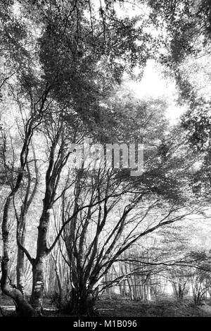 Alberi in Canfaito (Marche) foresta di faggio, con bassa sun filtrando attraverso Foto Stock