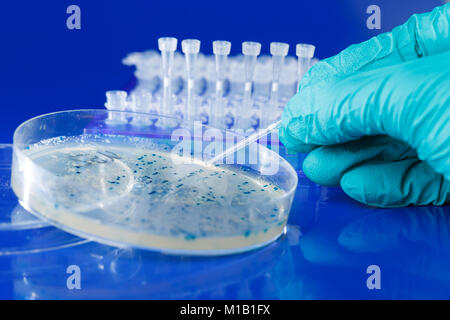Scienziato mano preleva colonie batteriche per il clonaggio del vettore transgenico in DNA plasmidico Foto Stock