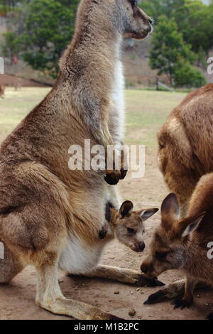 Kangaroo con il bambino in una custodia Foto Stock