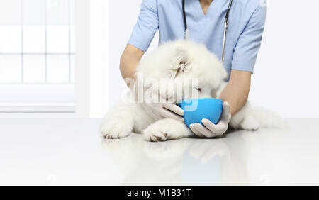 Clinicamente testato i prodotti esame veterinario cane, con kibble cibo secco nel recipiente, sul tavolo in clinica veterinaria, animale concetto di dieta Foto Stock