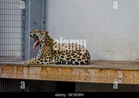 Ritratto di wild jaguar big cat Panthera onca, Sofia, Bulgaria Foto Stock