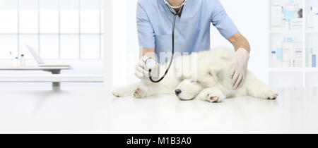 Esame veterinario malati cane sul tavolo in clinica veterinaria, che mostra uno stetoscopio Foto Stock