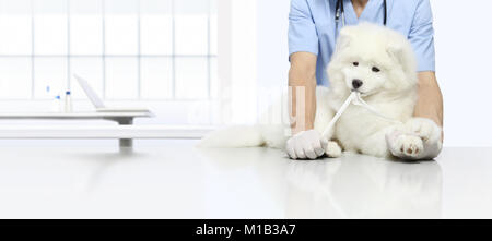 Esame veterinario playfull cane con Benda di garza, veterinario benda la zampa sul tavolo in clinica veterinaria Foto Stock