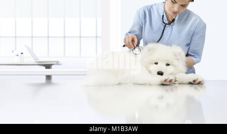 Esame veterinario cane malato, veterinario con uno stetoscopio sulla tavola in clinica veterinaria Foto Stock