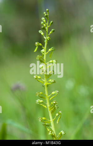 Listeria ovata,Grosses Zweiblatt,Twayblade Foto Stock