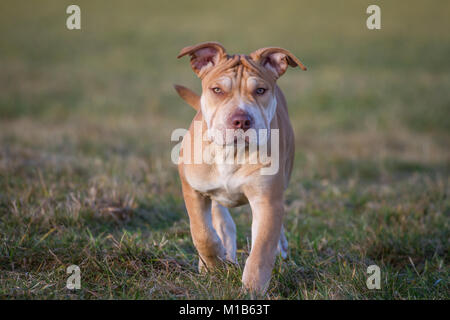 Buca di lavoro Bulldog / American Bully cucciolo a piedi Foto Stock