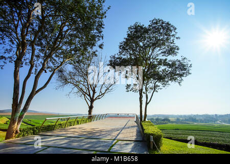 Alberi e punto di vista nella piantagione di tè in Chiang Rai, Thailandia. Foto Stock