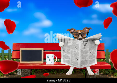 Jack cane ruussel leggendo un giornale o una rivista seduta su una panchina nel parco, dating e nell'amore, Foto Stock