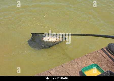 Specchio carpa (Cyprinus carpio) in landing net Foto Stock