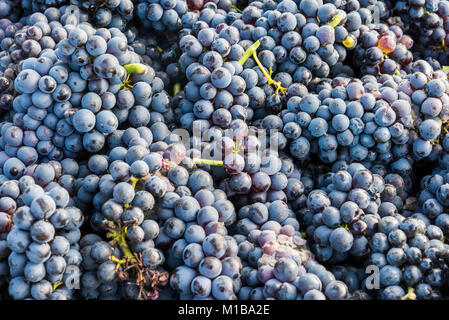 I grappoli di Pinot Nero nella regione di Champagne, Trepail, Francia. Foto Stock