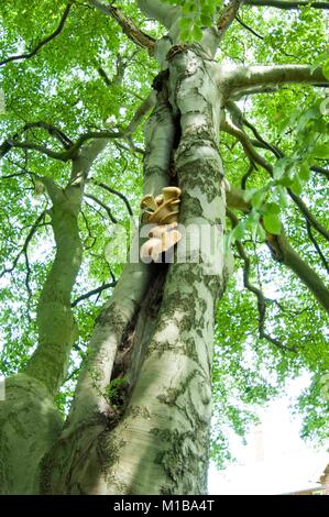 Un Dryad sella del fungo (Polyporus squamosus aka Cerioporus squamosus) su un albero in estate. Inghilterra, Regno Unito,GB. Foto Stock